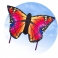 Drak Butterfly Kite Ruby "L"